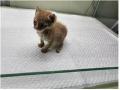 공고 번호가 부산-사상-2024-00051인 한국 고양이 동물 사진