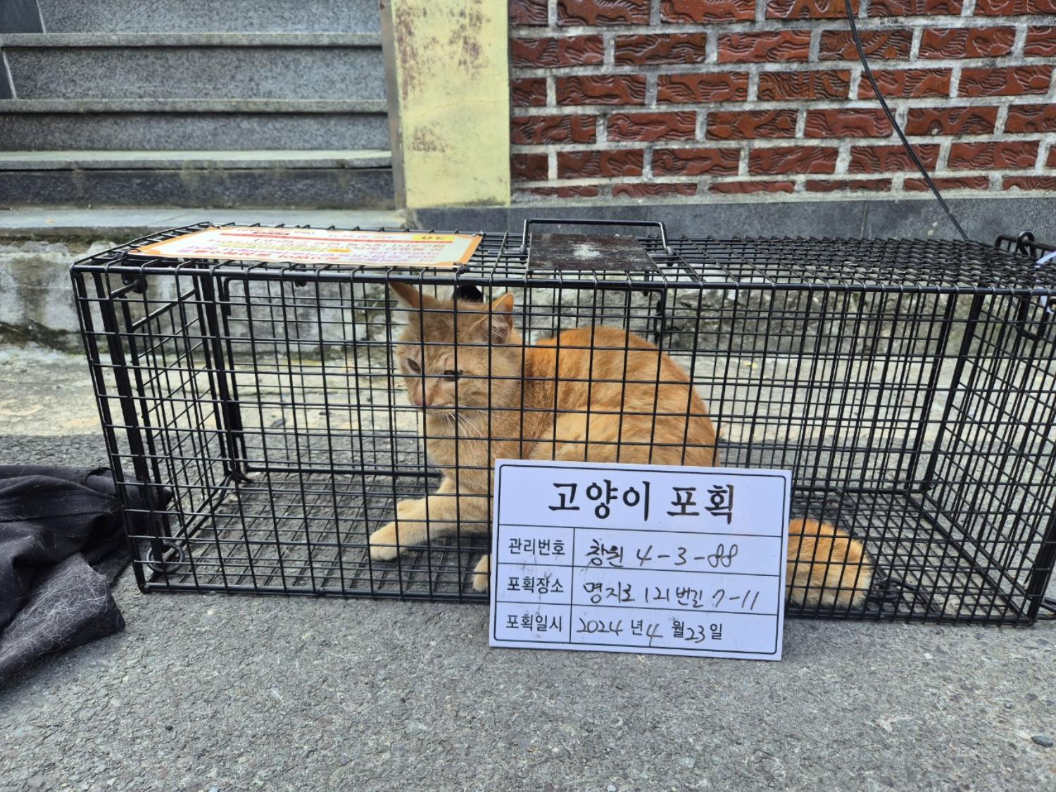 보호중동물사진 공고번호-경남-창원-2024-00448