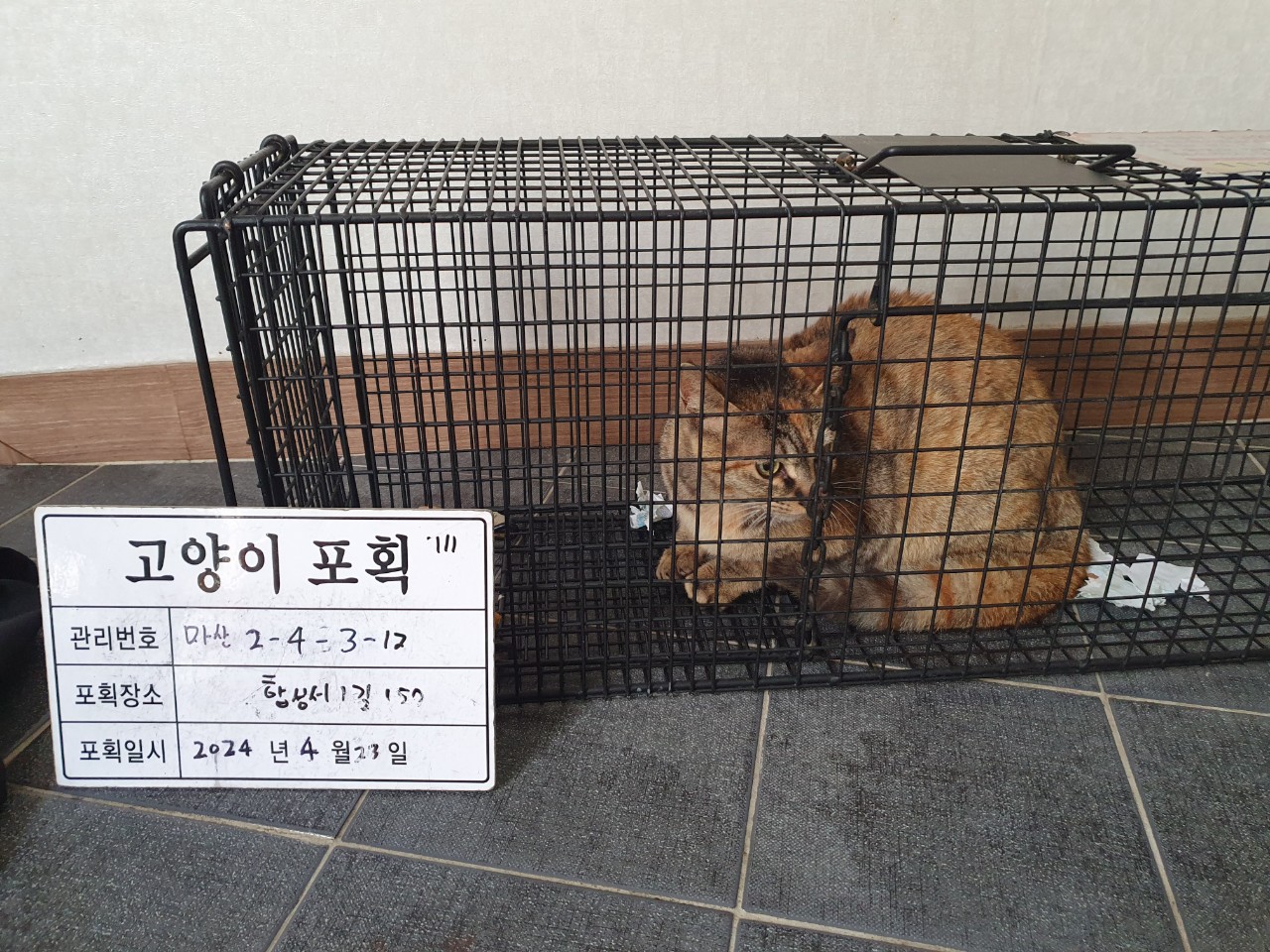 보호중동물사진 공고번호-경남-마산-2024-00564