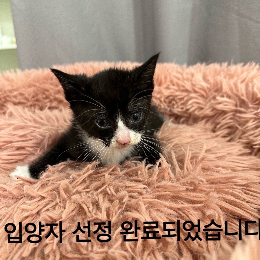 공고 번호가 대구-수성-2024-00202인 한국 고양이 동물 사진