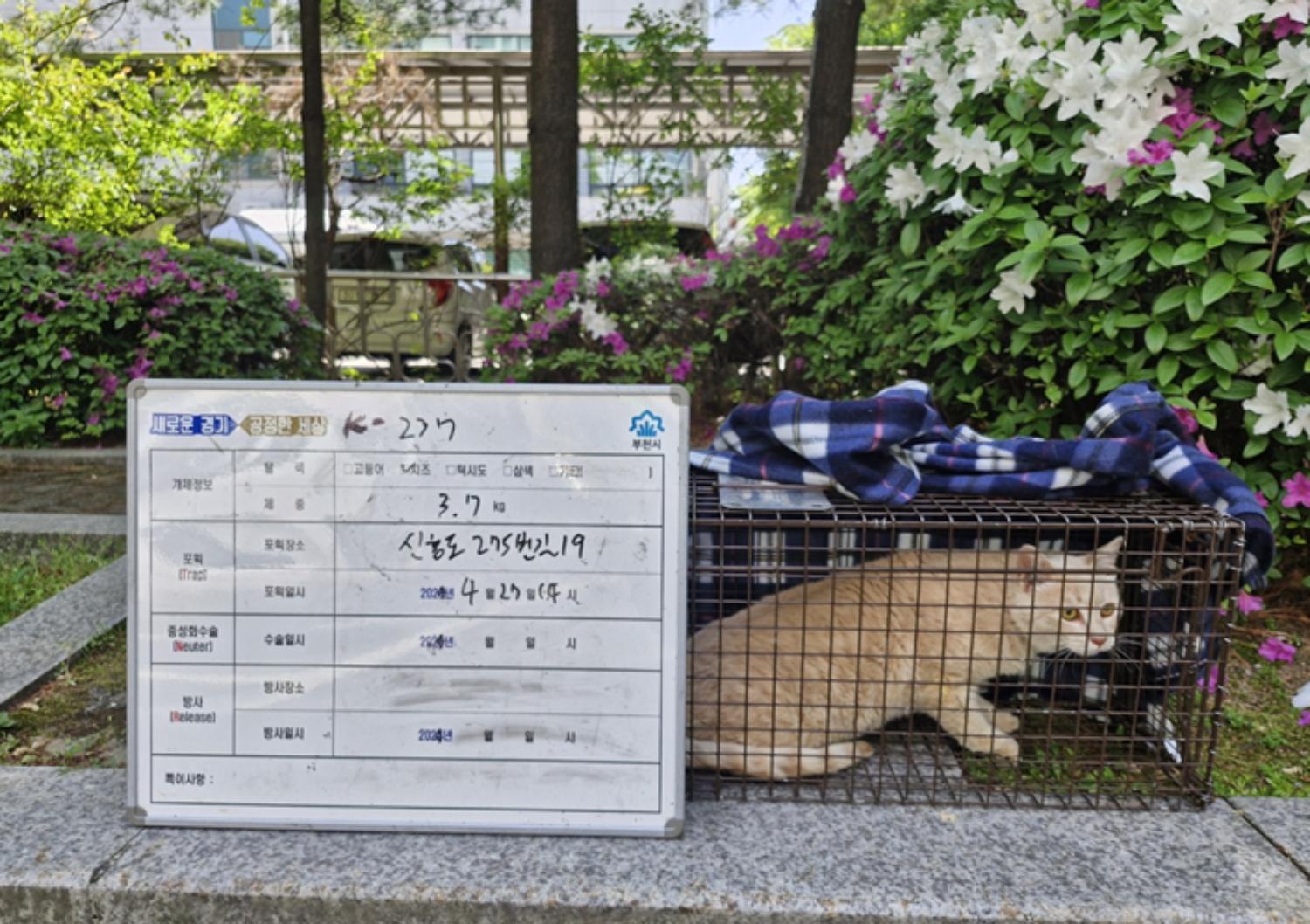 보호중동물사진 공고번호-경기-부천-2024-00305