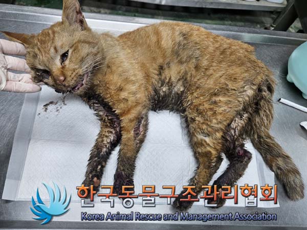 공고 번호가 서울-송파-2024-00043인 한국 고양이 동물 사진  