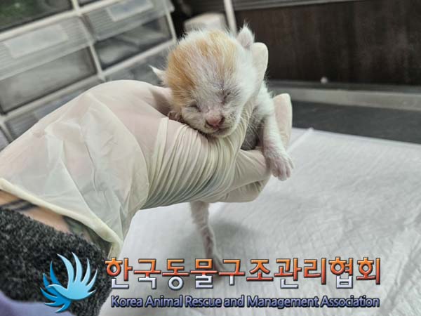 공고 번호가 경기-파주-2024-00435인 한국 고양이 동물 사진