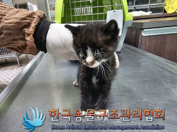 공고 번호가 서울-종로-2024-00063인 한국 고양이 동물 사진