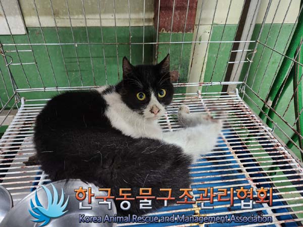 공고 번호가 서울-노원-2024-00029인 한국 고양이 동물 사진