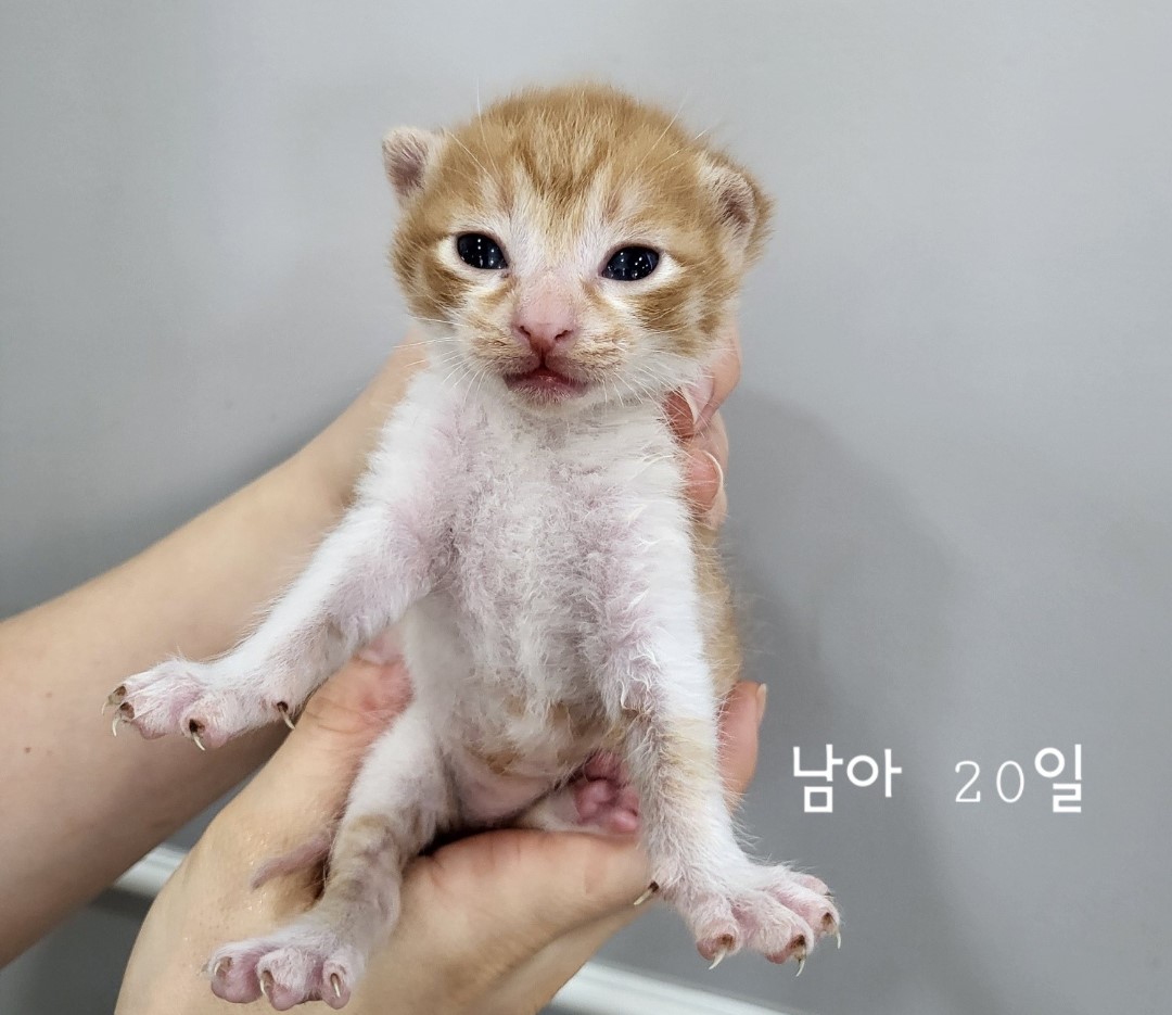 공고 번호가 충북-옥천-2024-00190인 한국 고양이 동물 사진