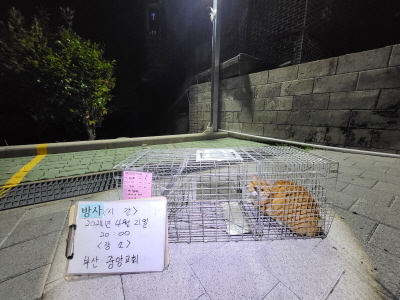 공고 번호가 전남-장흥-2024-00054인 한국 고양이 동물 사진