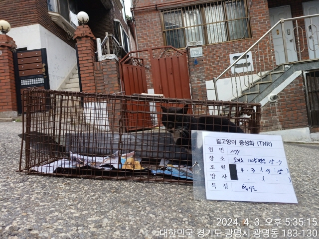 보호중동물사진 공고번호-경기-광명-2024-00173