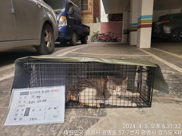 보호중동물사진 공고번호-경기-광명-2024-00177