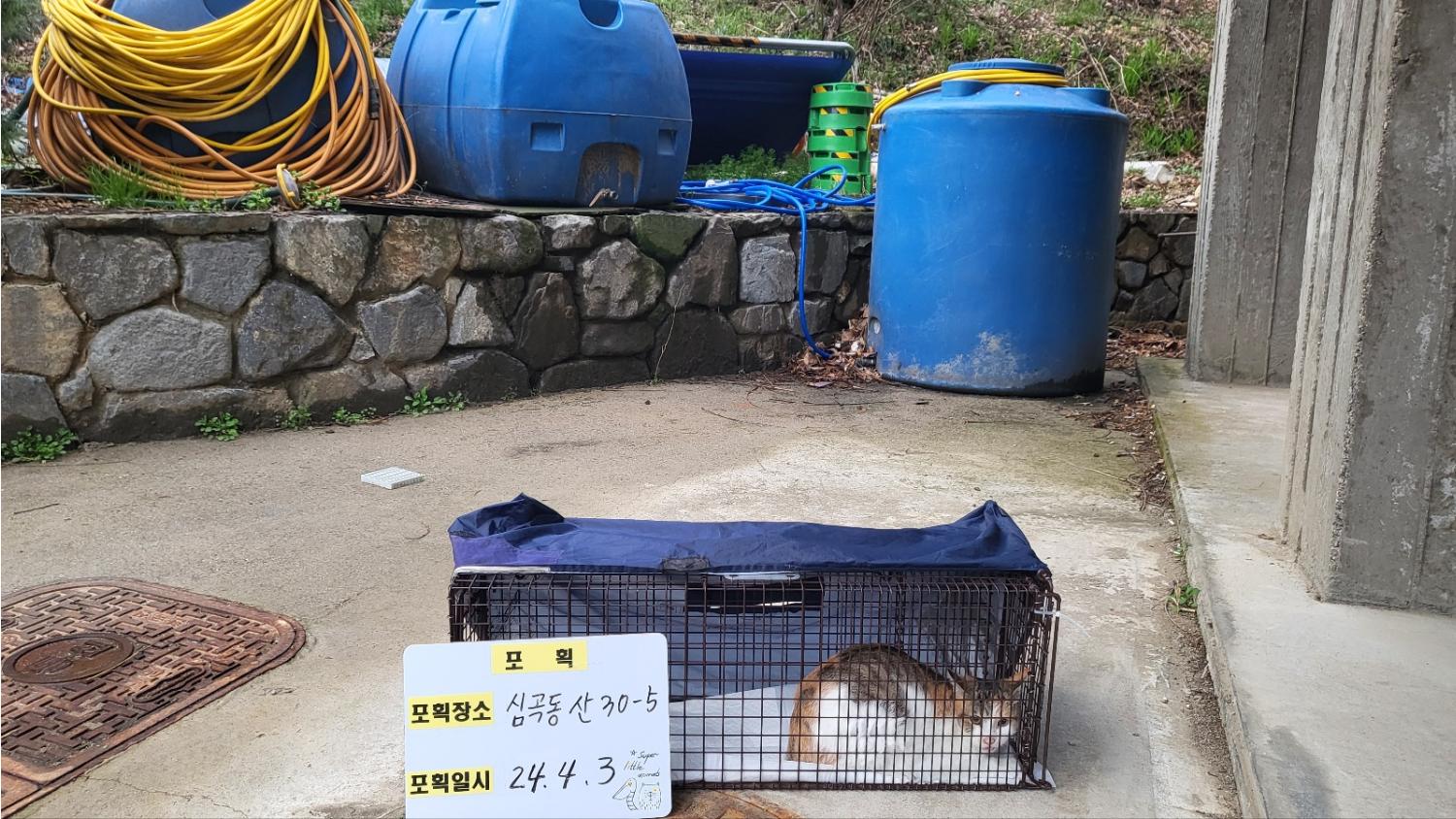 보호중동물사진 공고번호-경기-성남-2024-00187