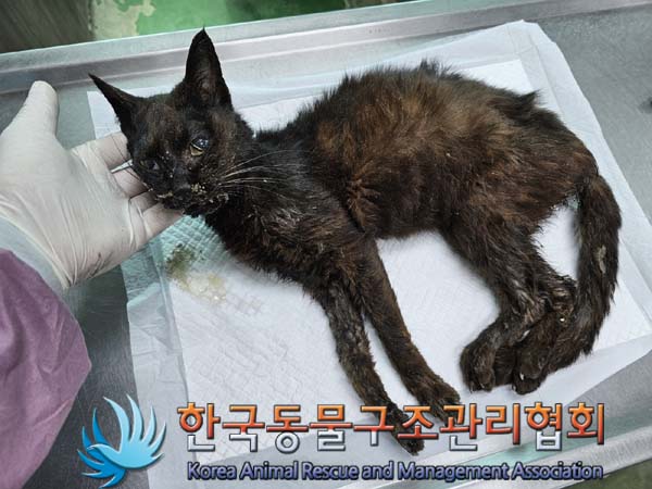 공고 번호가 서울-은평-2024-00106인 한국 고양이 동물 사진  
