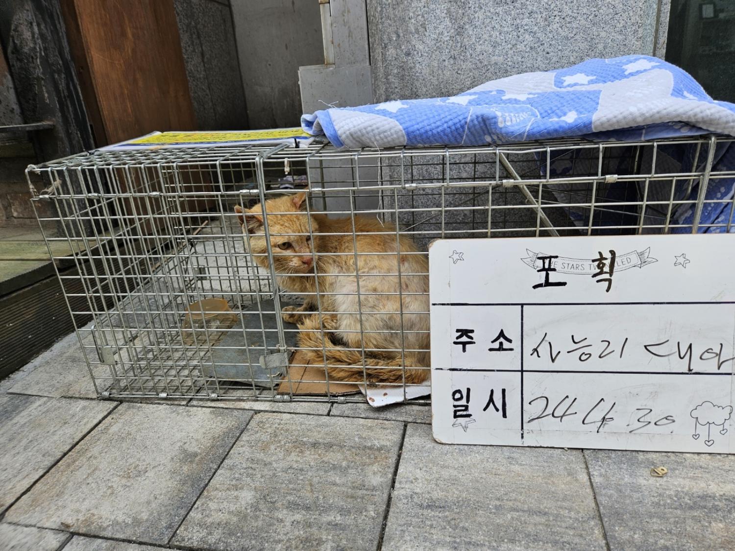 보호중동물사진 공고번호-경기-남양주-2024-00921