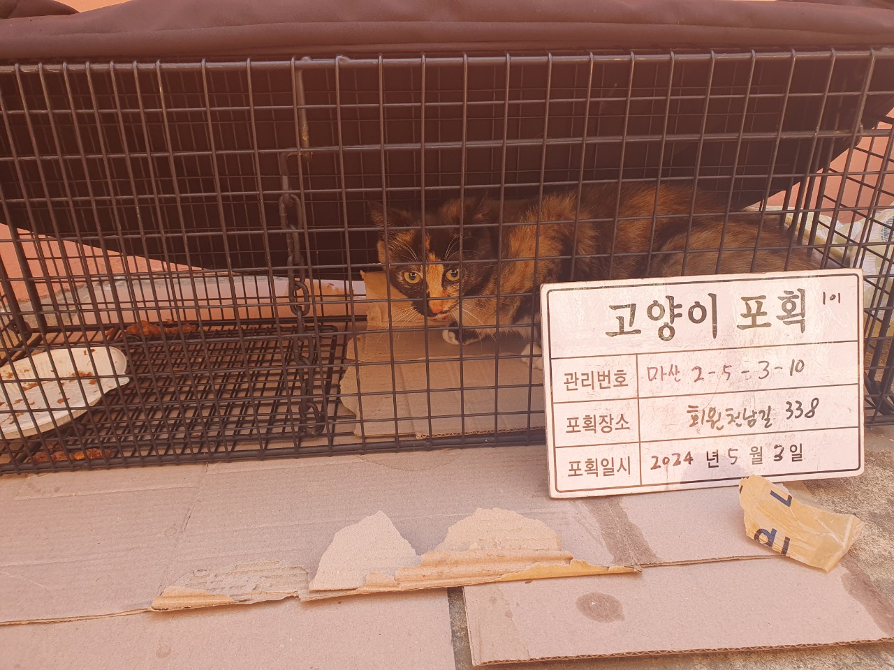 보호중동물사진 공고번호-경남-마산-2024-00637