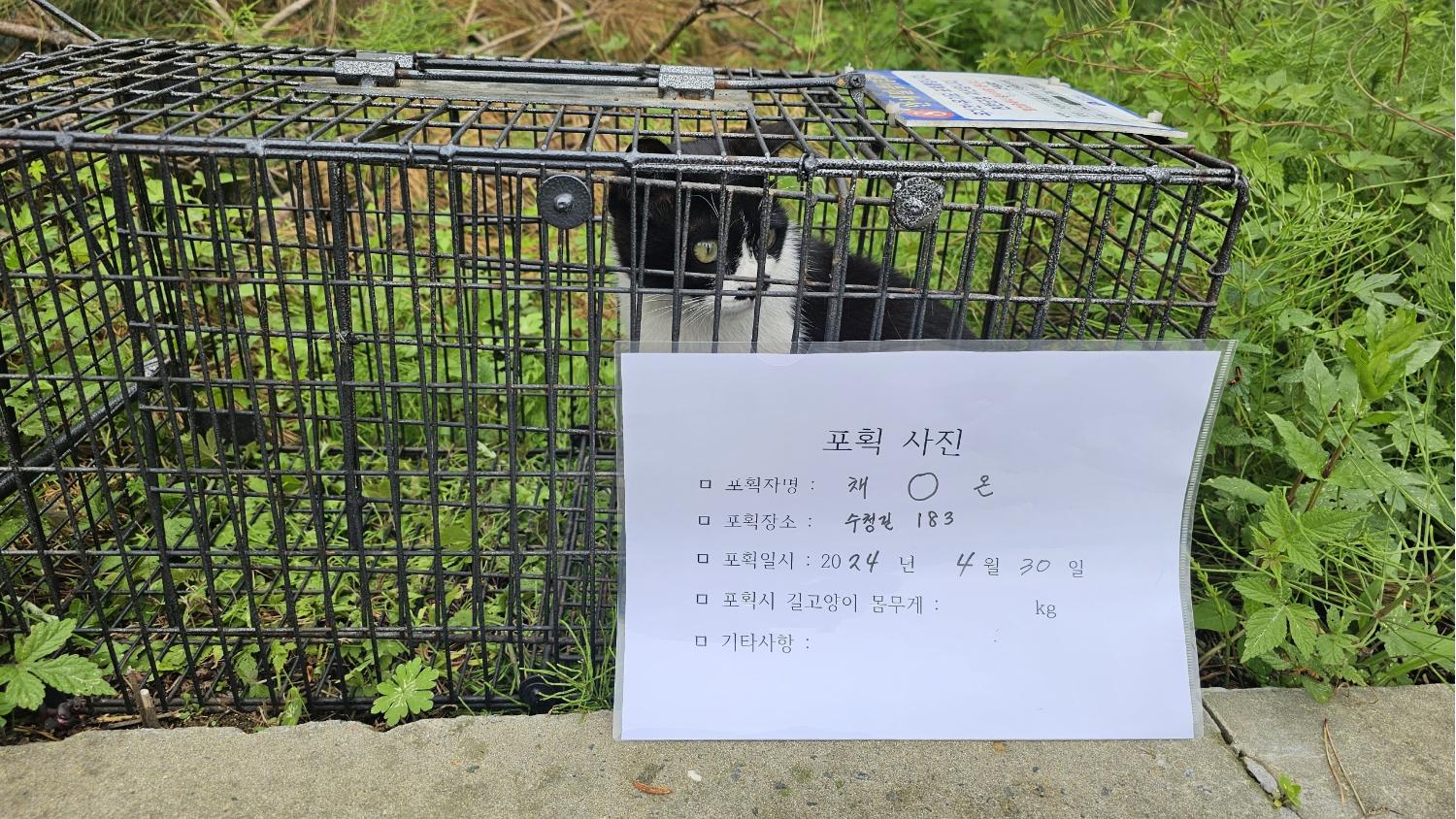 보호중동물사진 공고번호-충북-진천-2024-00138
