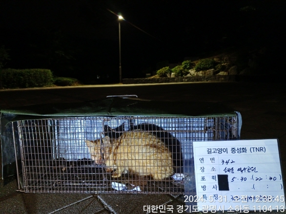 보호중동물사진 공고번호-경기-광명-2024-00343