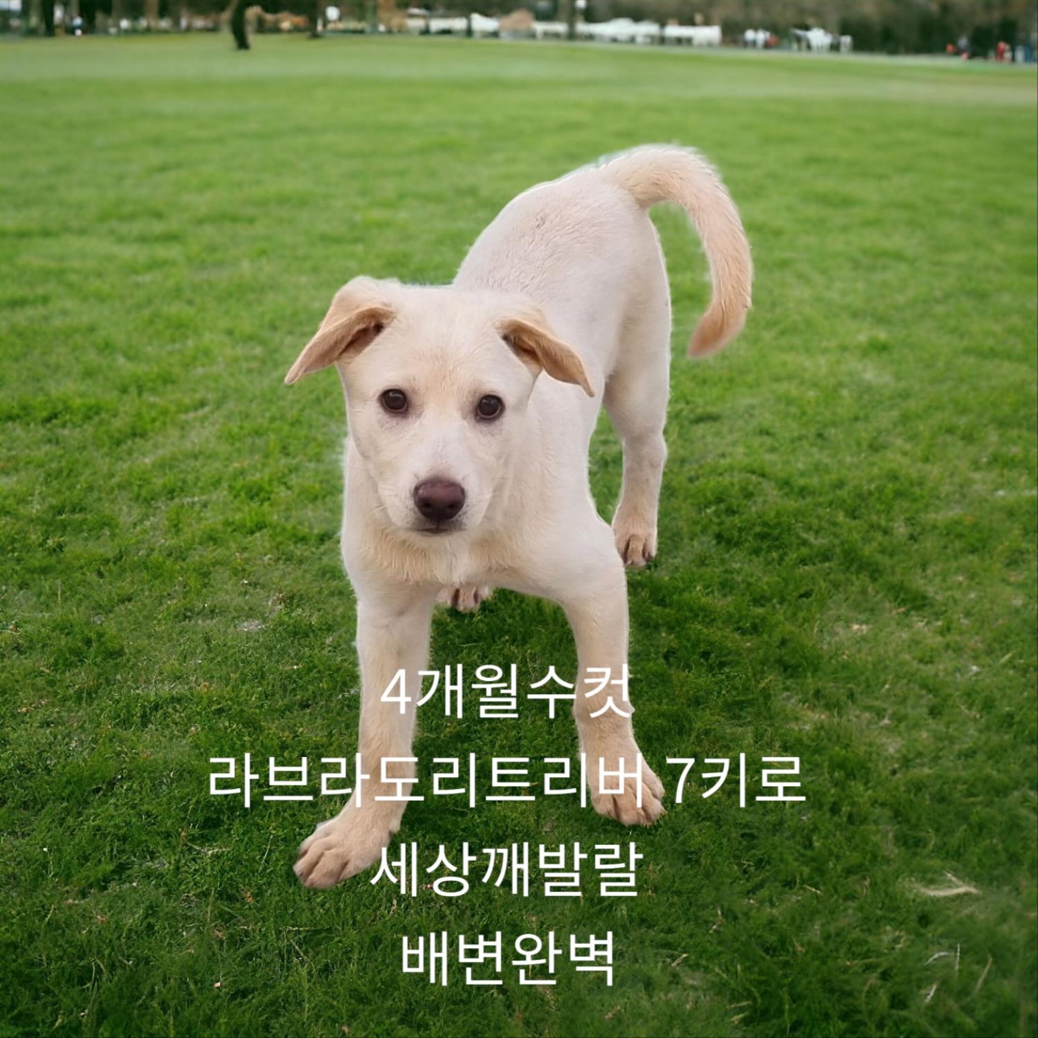 공고 번호가 경북-성주-2024-00220인 라브라도 리트리버 동물 사진