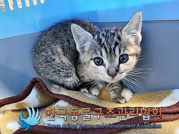공고 번호가 서울-종로-2024-00073인 한국 고양이 동물 사진