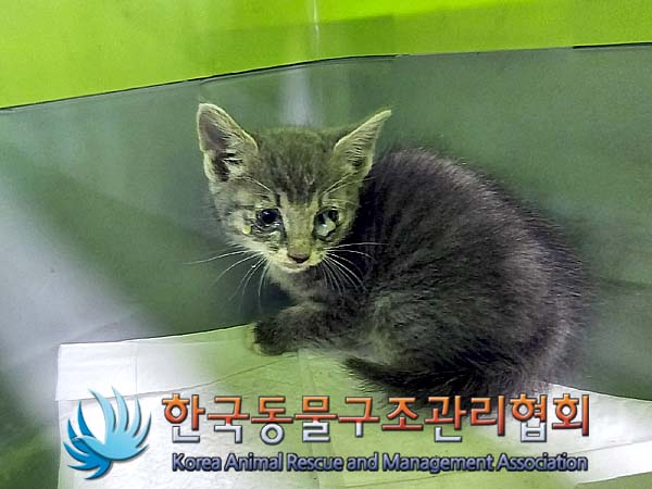 공고 번호가 서울-영등포-2024-00041인 한국 고양이 동물 사진