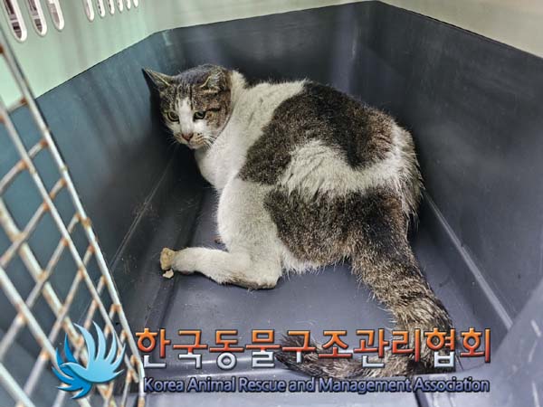 공고 번호가 서울-노원-2024-00059인 한국 고양이 동물 사진