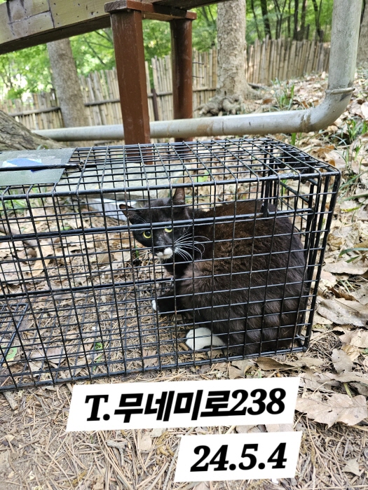 보호중동물사진 공고번호-인천-남동-2024-00275
