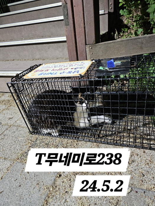 보호중동물사진 공고번호-인천-남동-2024-00261