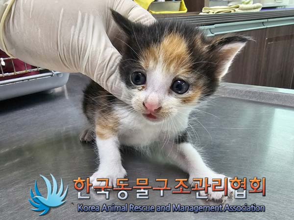 공고 번호가 경기-김포-2024-00278인 한국 고양이 동물 사진  