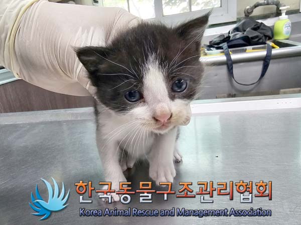 공고 번호가 경기-김포-2024-00276인 한국 고양이 동물 사진  