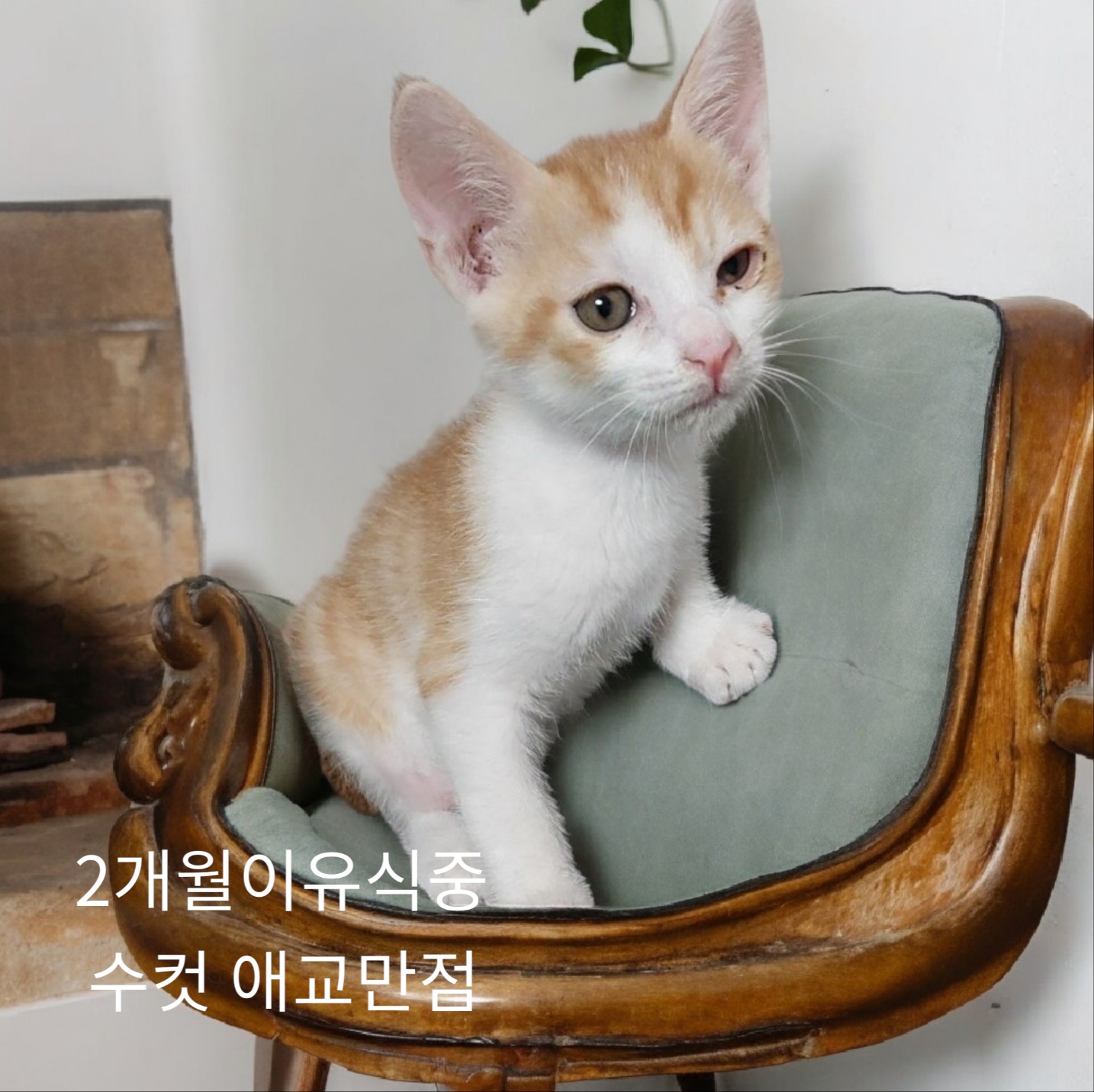 공고 번호가 경북-성주-2024-00235인 한국 고양이 동물 사진