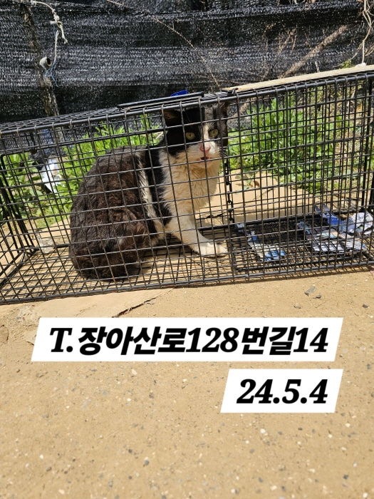 보호중동물사진 공고번호-인천-남동-2024-00280