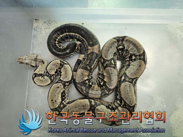 공고 번호가 서울-강동-2024-00042인 기타축종 동물 사진
