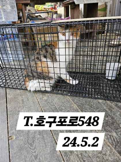 보호중동물사진 공고번호-인천-남동-2024-00257