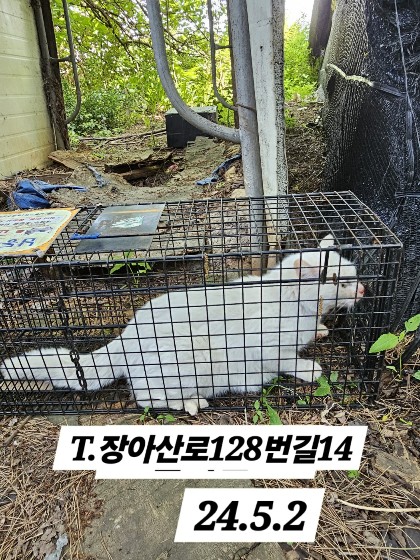 보호중동물사진 공고번호-인천-남동-2024-00259