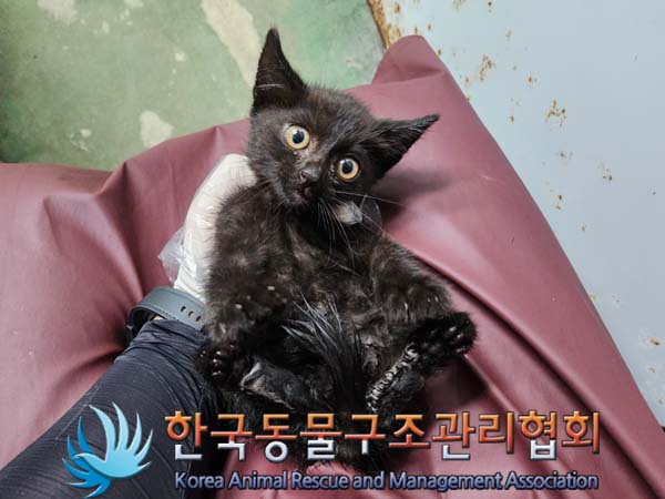 공고 번호가 서울-금천-2024-00060인 한국 고양이 동물 사진