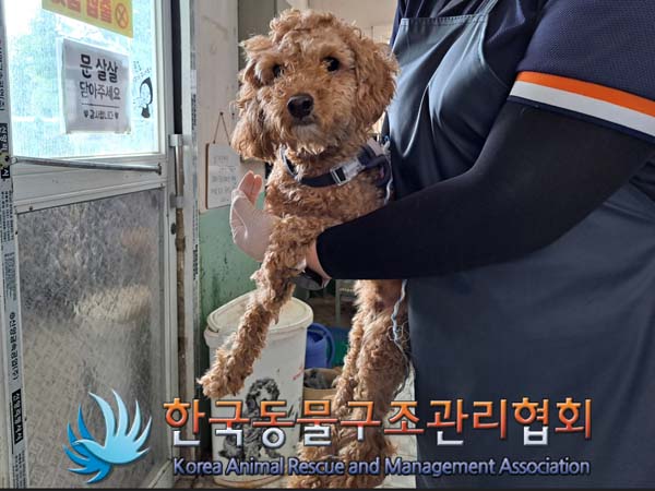 공고 번호가 경기-김포-2024-00381인 푸들 동물 사진
