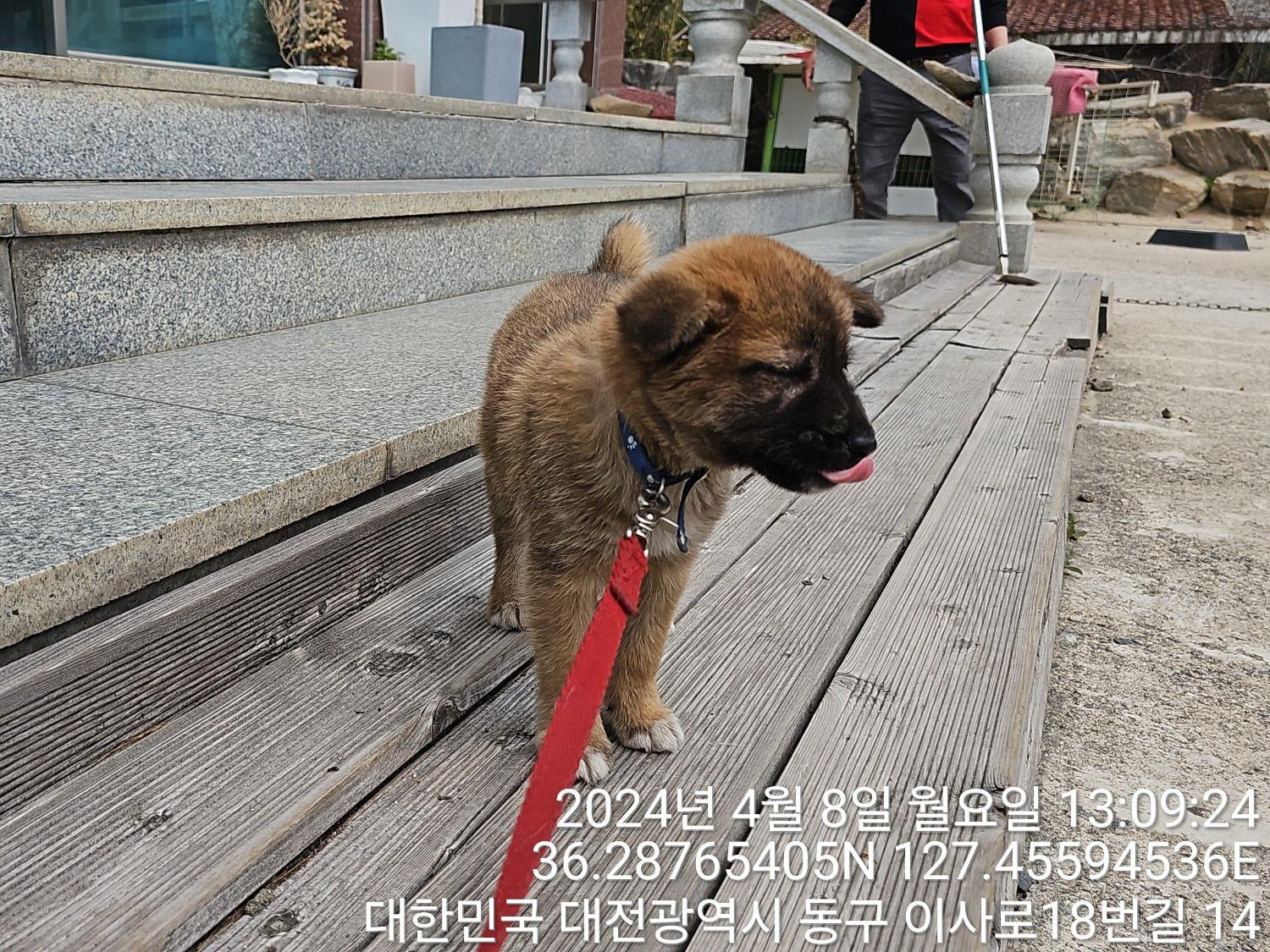 공고 번호가 대전-동구-2024-00087인 믹스견 동물 사진