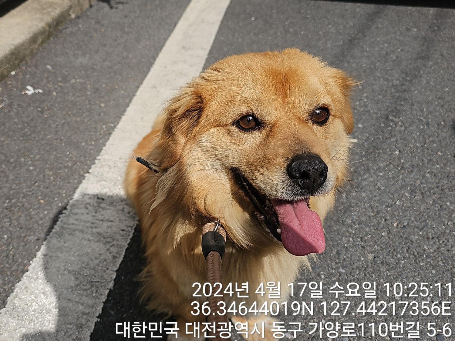공고 번호가 대전-동구-2024-00097인 믹스견 동물 사진