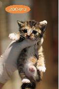 공고 번호가 울산-남구-2024-00118인 한국 고양이 동물 사진