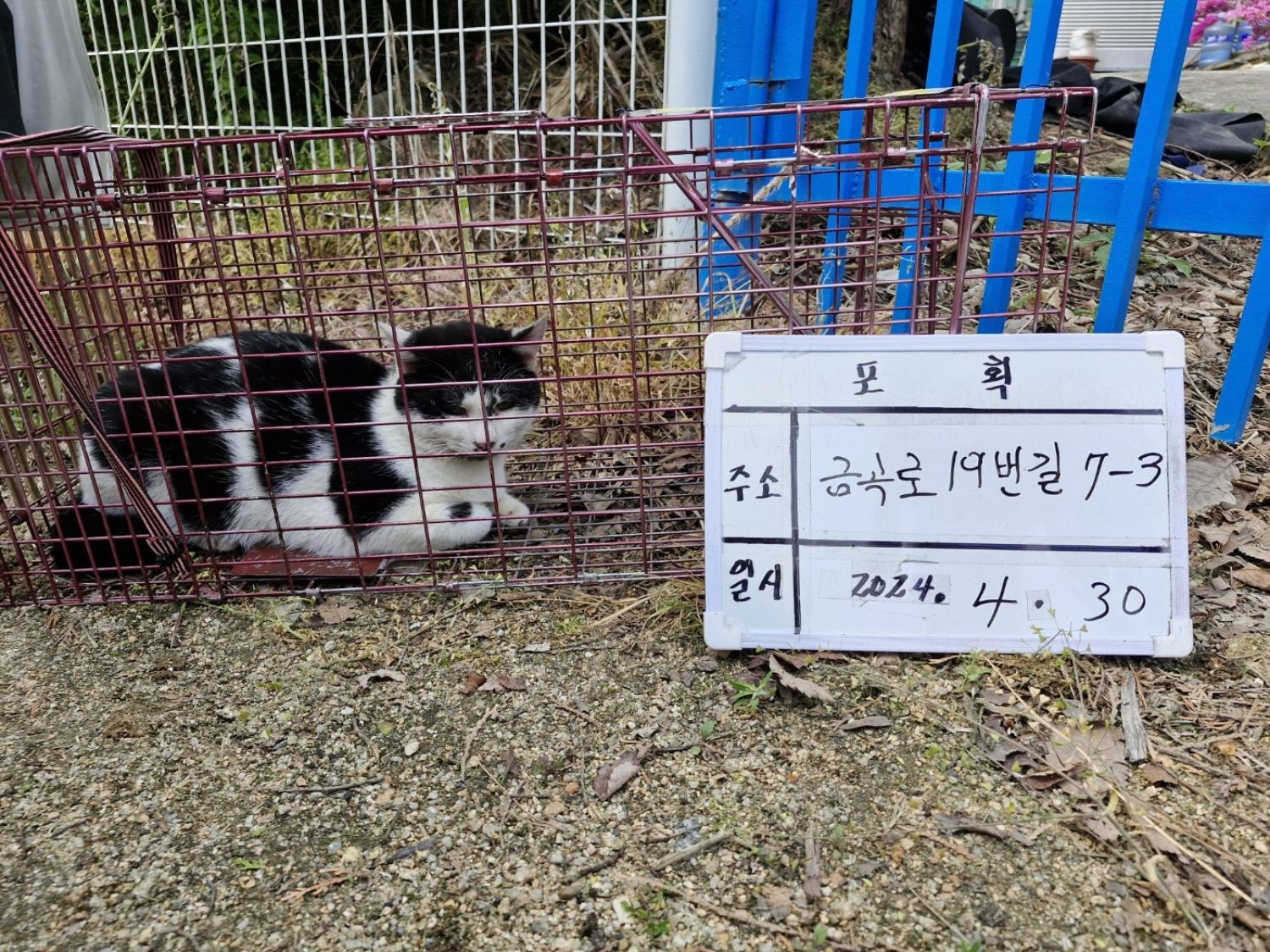 보호중동물사진 공고번호-경기-남양주-2024-00919