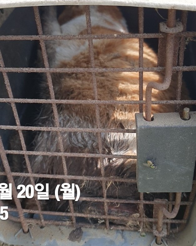 공고 번호가 울산-북구-2024-00115인 한국 고양이 동물 사진