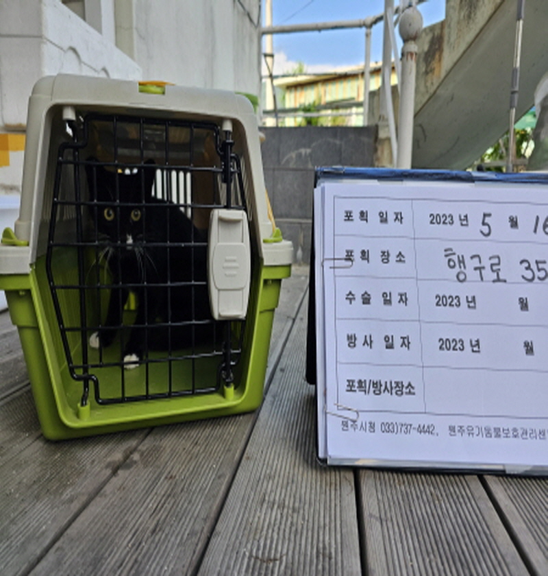 보호중동물사진 공고번호-강원-원주-2024-00033