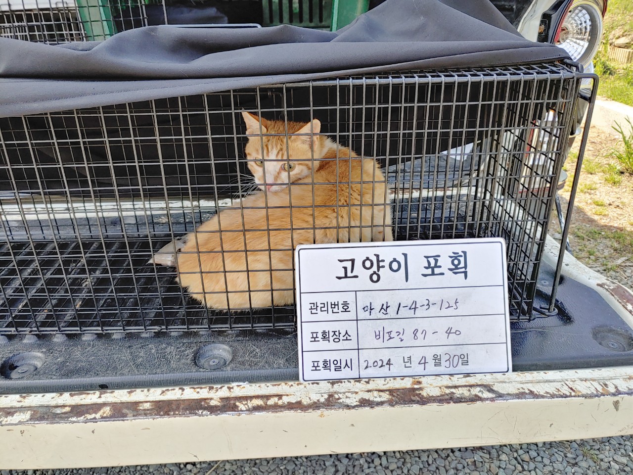 보호중동물사진 공고번호-경남-마산-2024-00607