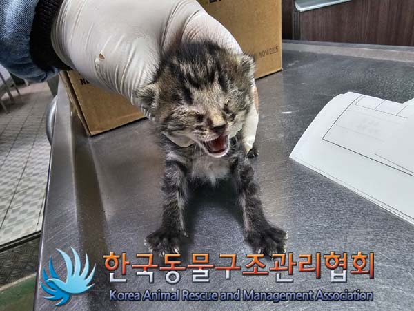 공고 번호가 경기-포천-2024-00368인 한국 고양이 동물 사진