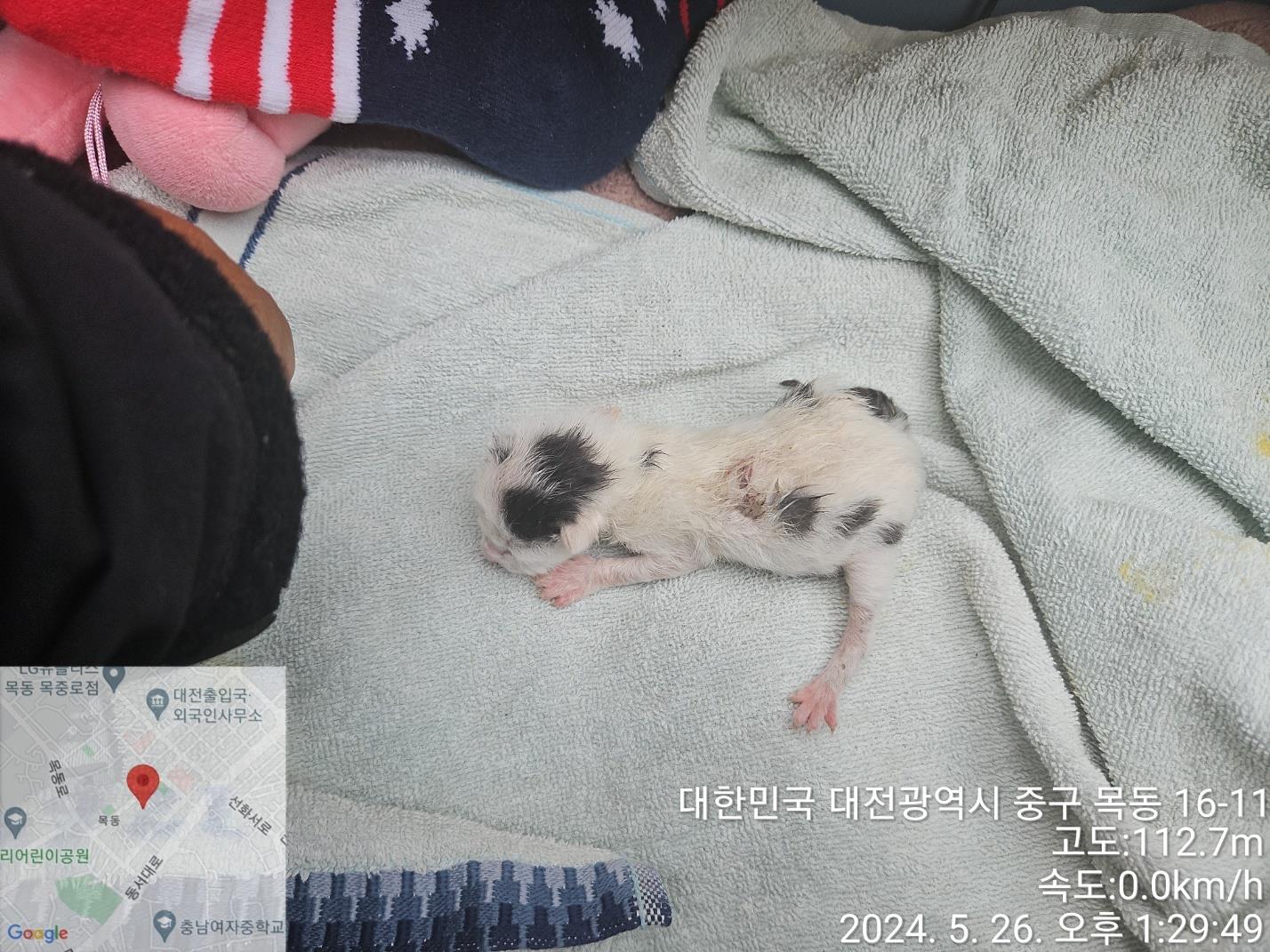 공고 번호가 대전-중구-2024-00096인 한국 고양이 동물 사진  