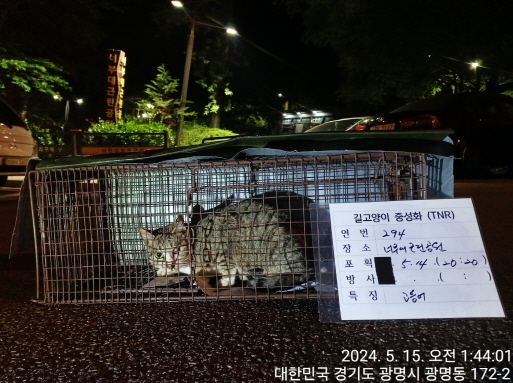 보호중동물사진 공고번호-경기-광명-2024-00298