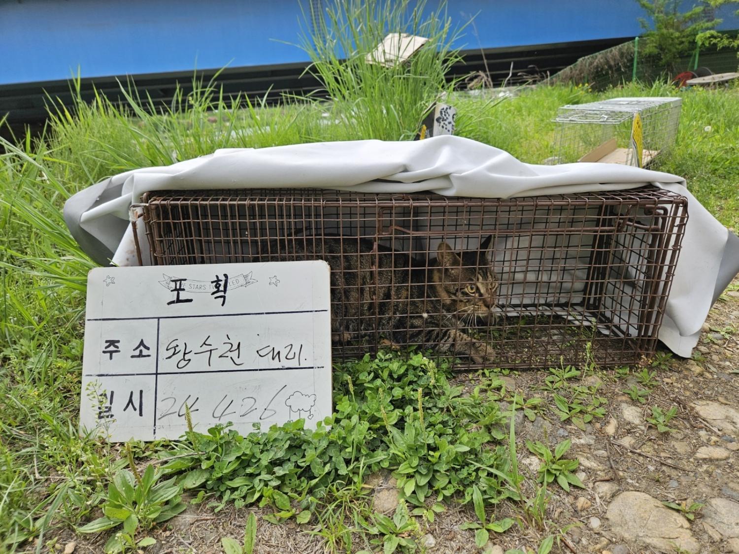 보호중동물사진 공고번호-경기-남양주-2024-00888