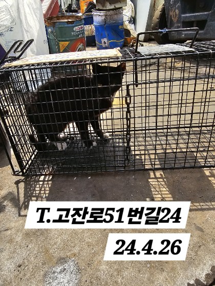 보호중동물사진 공고번호-인천-남동-2024-00243