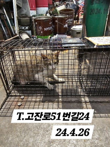 보호중동물사진 공고번호-인천-남동-2024-00242