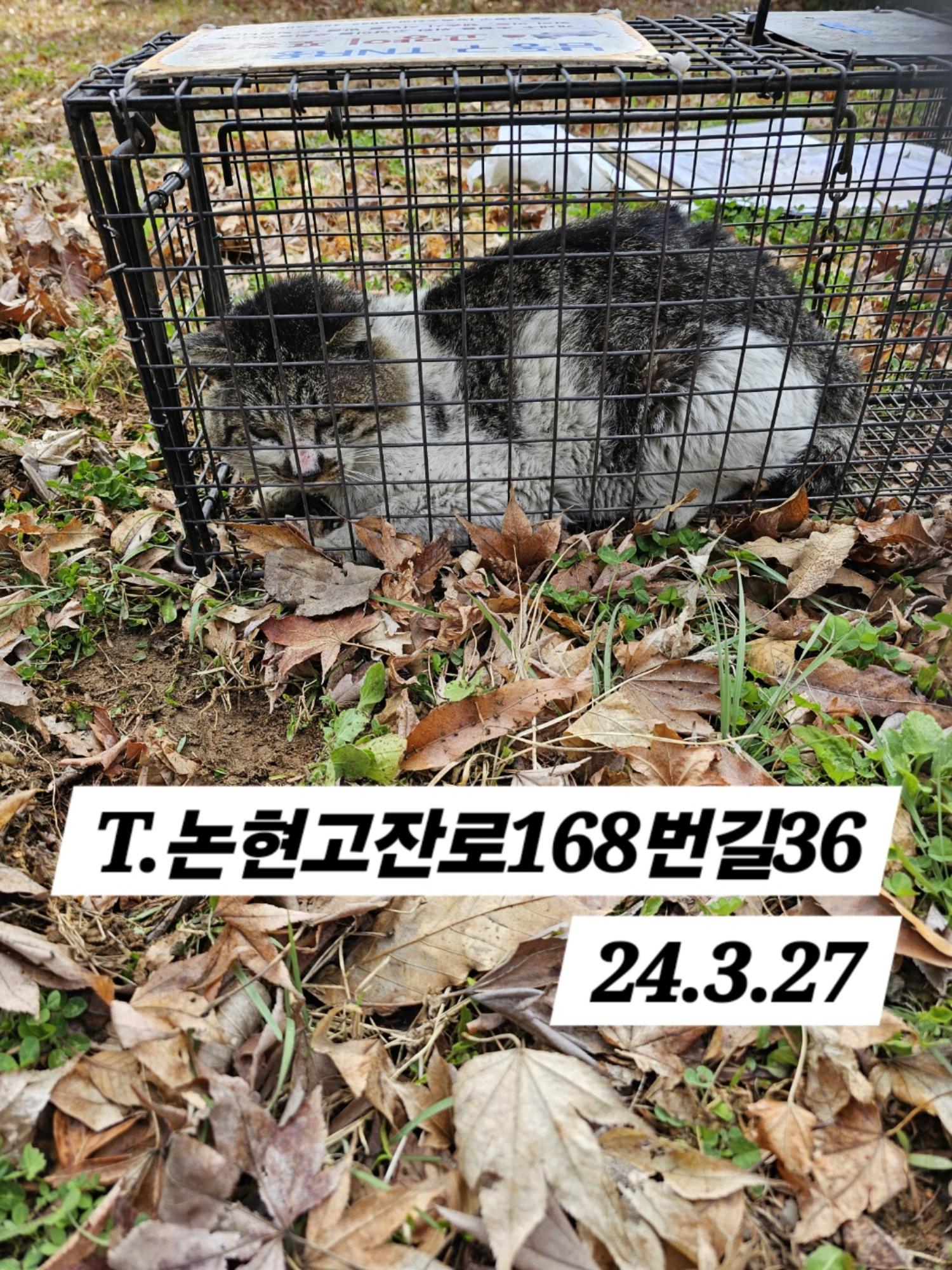 보호중동물사진 공고번호-인천-남동-2024-00108