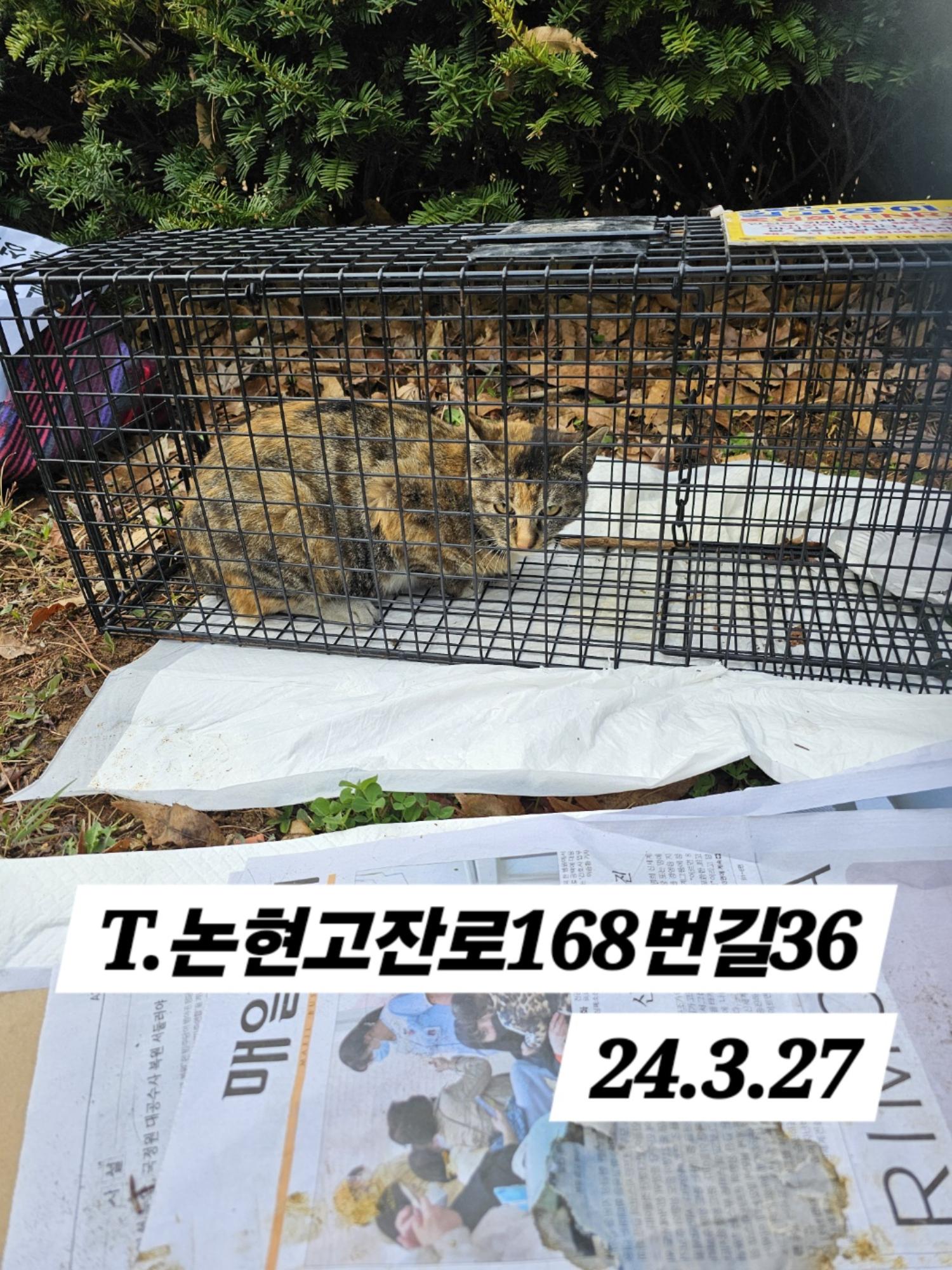 보호중동물사진 공고번호-인천-남동-2024-00119