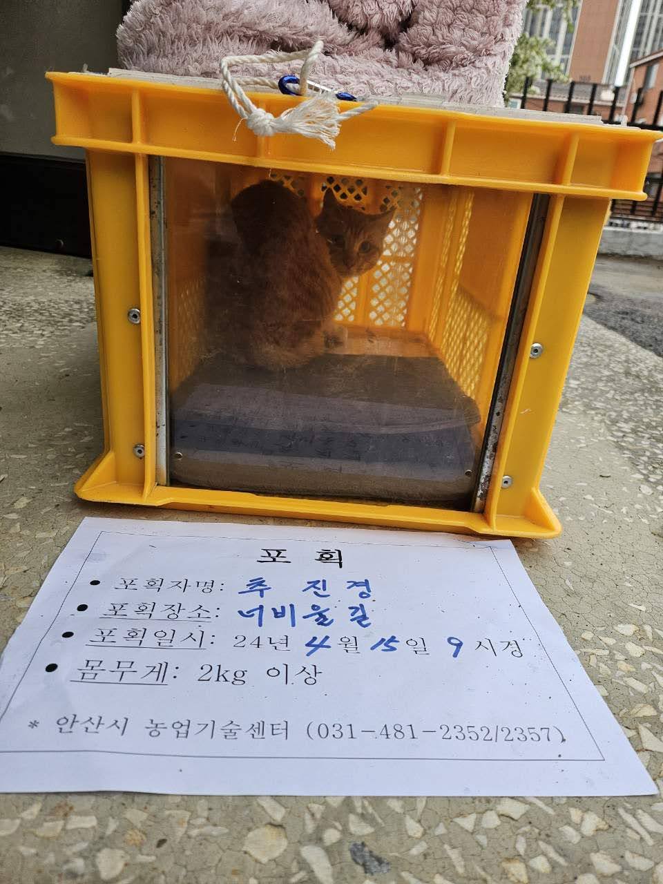 보호중동물사진 공고번호-경기-안산-2024-00489